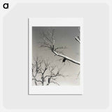 アートポストカード-The Dying Chestnut Tree—My Teacher - アルフレッド スティーグリッツ Postcard.