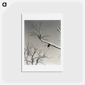 アートポストカード-The Dying Chestnut Tree—My Teacher - アルフレッド スティーグリッツ Postcard.