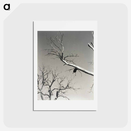 アートポストカード-The Dying Chestnut Tree—My Teacher - アルフレッド スティーグリッツ Postcard.