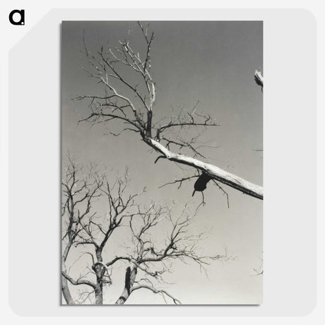 2-20_Alfred-Stieglitz_picture-crop