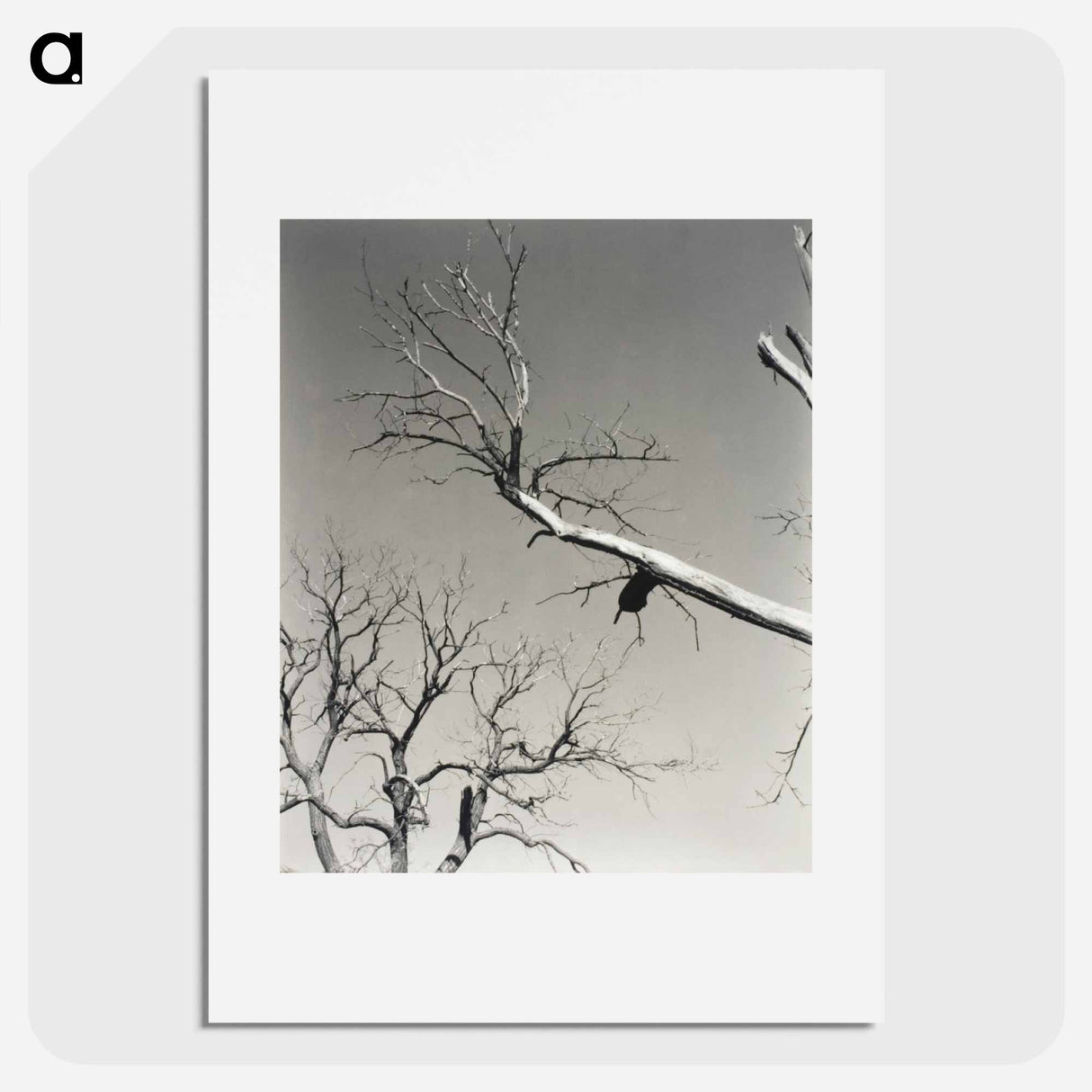 The Dying Chestnut Tree—My Teacher - アルフレッド スティーグリッツ Poster.