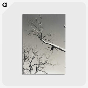 2-20_Alfred-Stieglitz_postcard