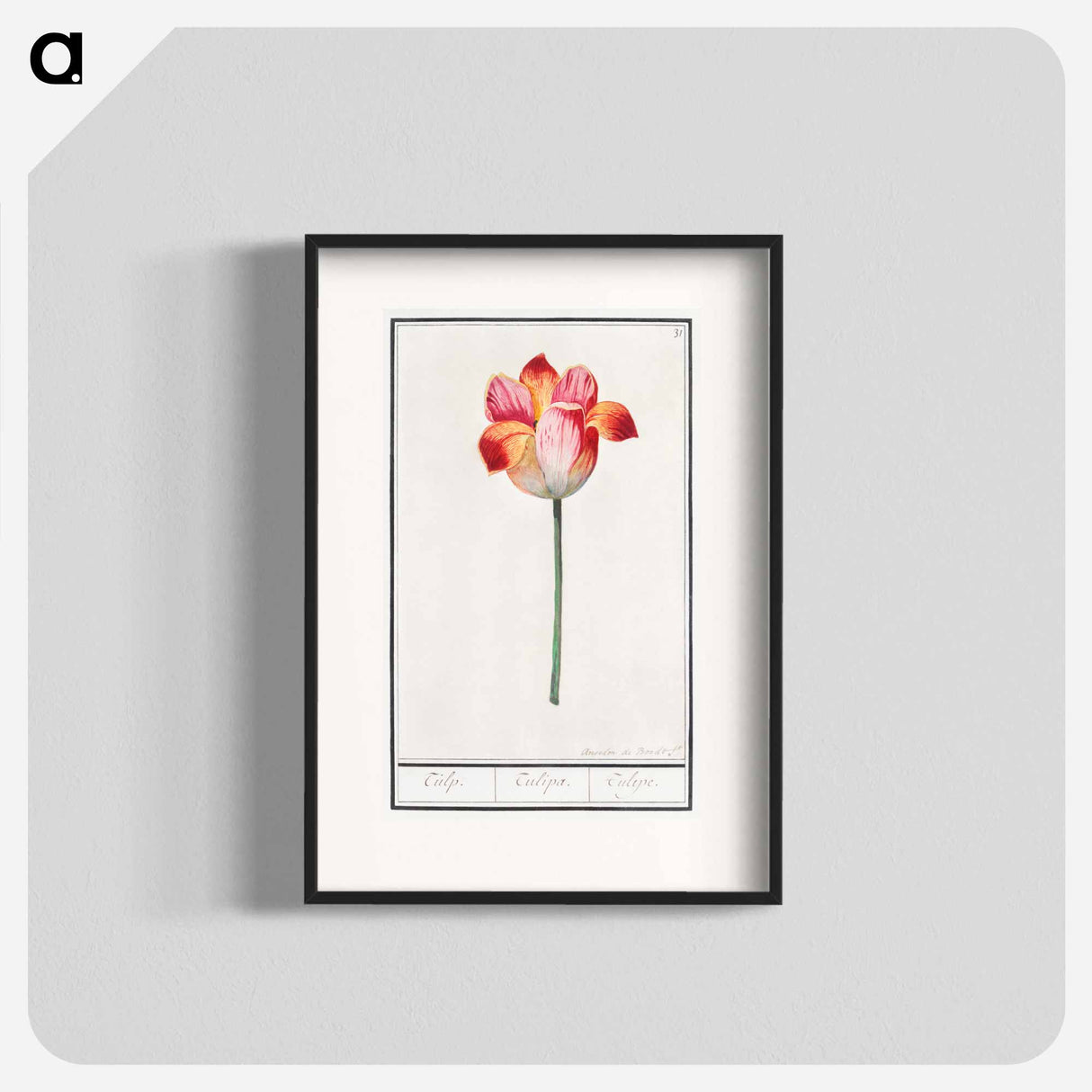 Tulip - アンセルムス ボエティウス デ ブート Poster.