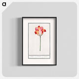 Tulip - アンセルムス ボエティウス デ ブート Poster.