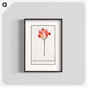 アートポスター-Tulip - アンセルムス ボエティウス デ ブート Poster.