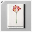 2-20_Anselmus-Boetius-de-Boodt_canvas