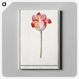 2-20_Anselmus-Boetius-de-Boodt_canvas
