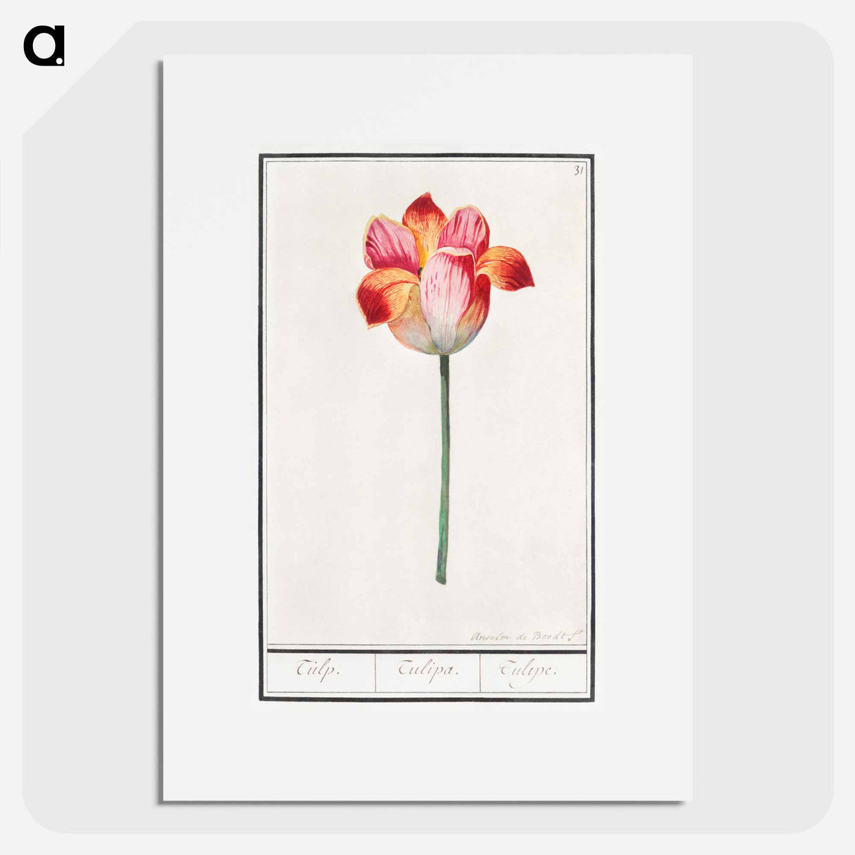 Tulip - アンセルムス ボエティウス デ ブート Poster.