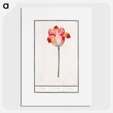 Tulip - アンセルムス ボエティウス デ ブート Poster.