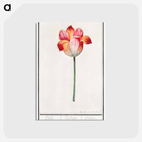 アートポストカード-Tulip - アンセルムス ボエティウス デ ブート Postcard.