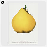 2-20_Botanical-Specimen-Plates_picture-crop