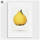 2-20_Botanical-Specimen-Plates_picture