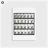 アートポストカード-Animal Locomotion Plate 386
 - エドワード マイブリッジ Postcard.