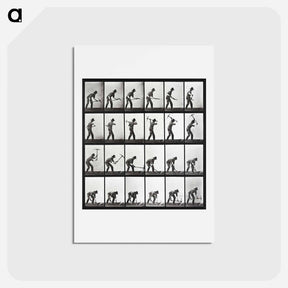 アートポストカード-Animal Locomotion Plate 386
 - エドワード マイブリッジ Postcard.