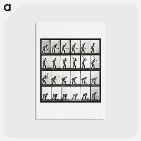 アートポストカード-Animal Locomotion Plate 386
 - エドワード マイブリッジ Postcard.