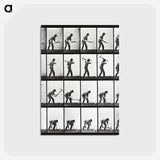 アートポストカード-Animal Locomotion Plate 386
 - エドワード マイブリッジ Postcard.