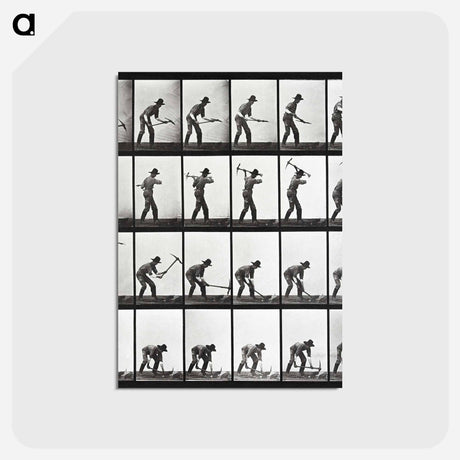 アートポストカード-Animal Locomotion Plate 386
 - エドワード マイブリッジ Postcard.