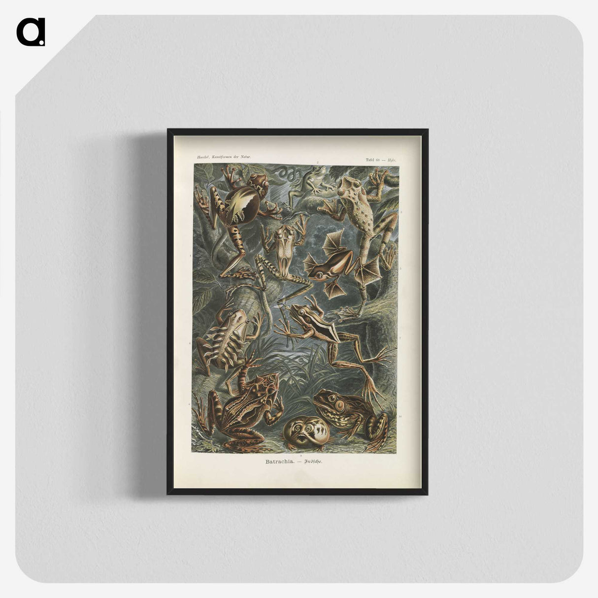2-20_Ernst-Haeckel_blk-crop