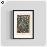 Frogs illustration from Kunstformen der Natur - エルンスト ヘッケル Poster.