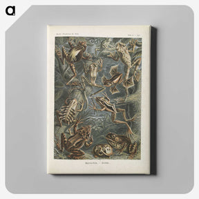 2-20_Ernst-Haeckel_canvas