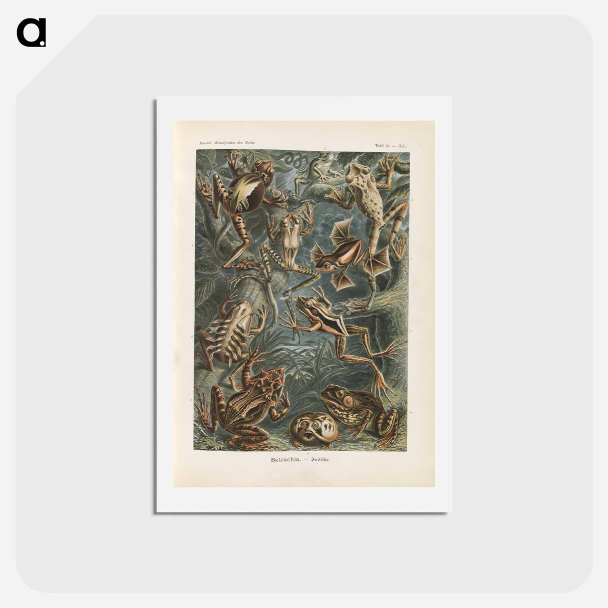 アートポストカード-Frogs illustration from Kunstformen der Natur - エルンスト ヘッケル Postcard.