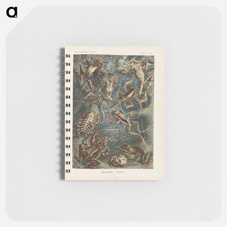 アートメモ帳-Frogs illustration from Kunstformen der Natur - エルンスト ヘッケル Memo.