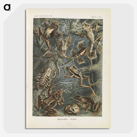 2-20_Ernst-Haeckel_picture-crop