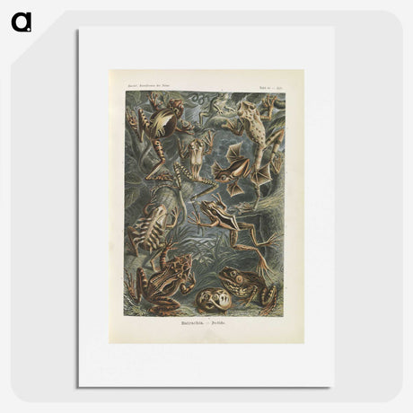 2-20_Ernst-Haeckel_picture