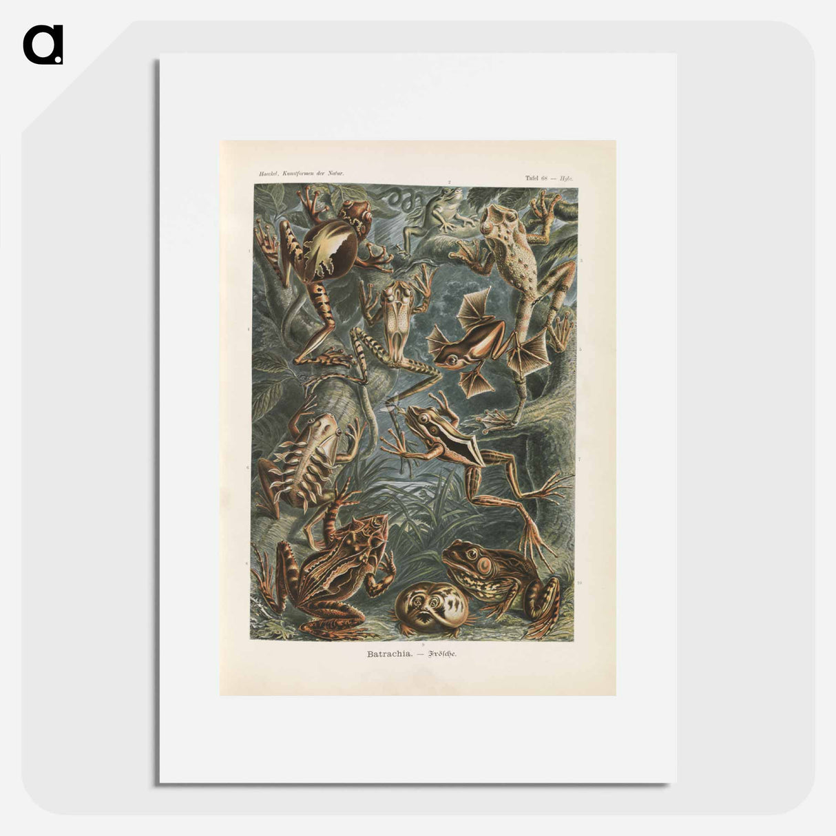 Frogs illustration from Kunstformen der Natur - エルンスト ヘッケル Poster.