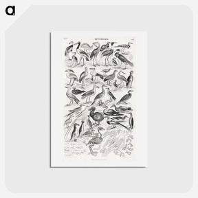 アートポストカード-Ornithology
 - ゴールドスミスの生き生きとした自然 Postcard.