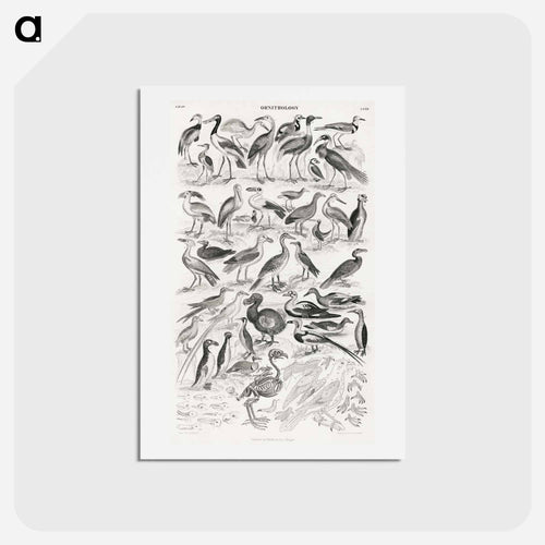 Ornithology
 - ゴールドスミスの生き生きとした自然 Postcard.