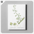 2-20_Histoire-des-Plantes-Grasses_canvas