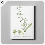 2-20_Histoire-des-Plantes-Grasses_canvas