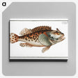 2-20_Ichtyologie-ou-Histoire-naturelle_canvas