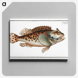 2-20_Ichtyologie-ou-Histoire-naturelle_canvas