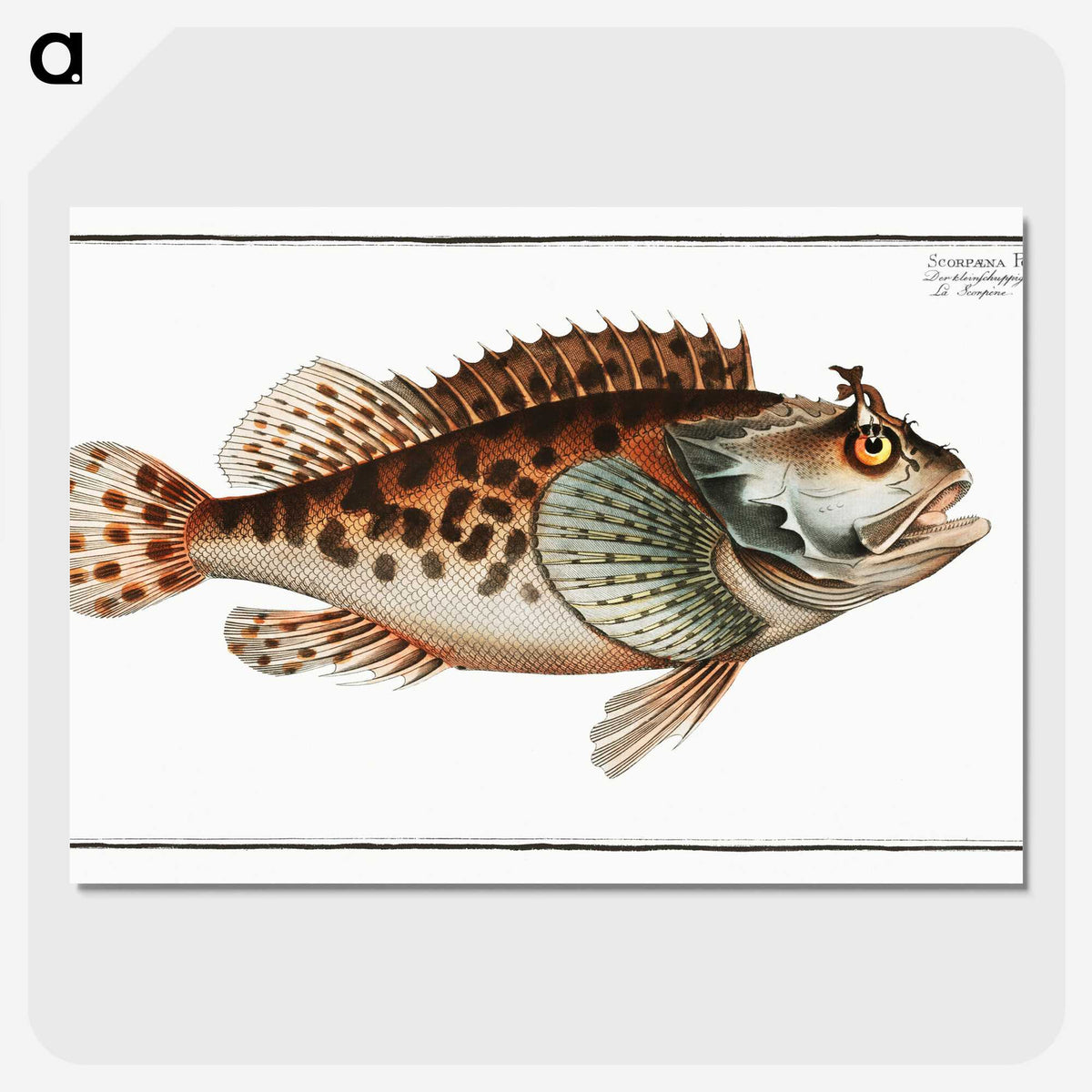 2-20_Ichtyologie-ou-Histoire-naturelle_picture-crop