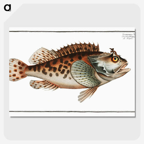 2-20_Ichtyologie-ou-Histoire-naturelle_picture-crop
