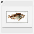 2-20_Ichtyologie-ou-Histoire-naturelle_picture