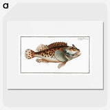 2-20_Ichtyologie-ou-Histoire-naturelle_picture