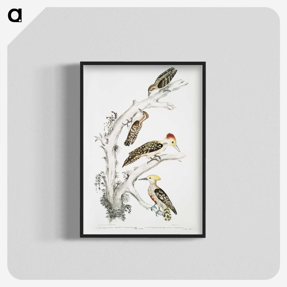 2-20_Indian-Zoology_blk-crop