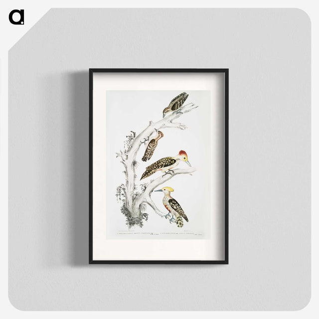 2-20_Indian-Zoology_blk
