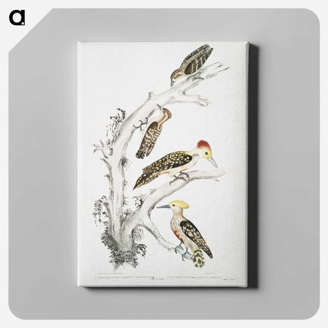 2-20_Indian-Zoology_canvas