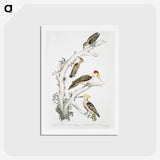 2-20_Indian-Zoology_hagaki