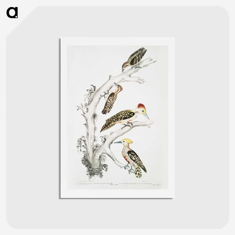 2-20_Indian-Zoology_hagaki