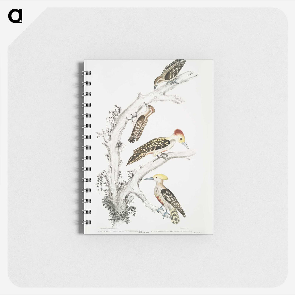 2-20_Indian-Zoology_memo