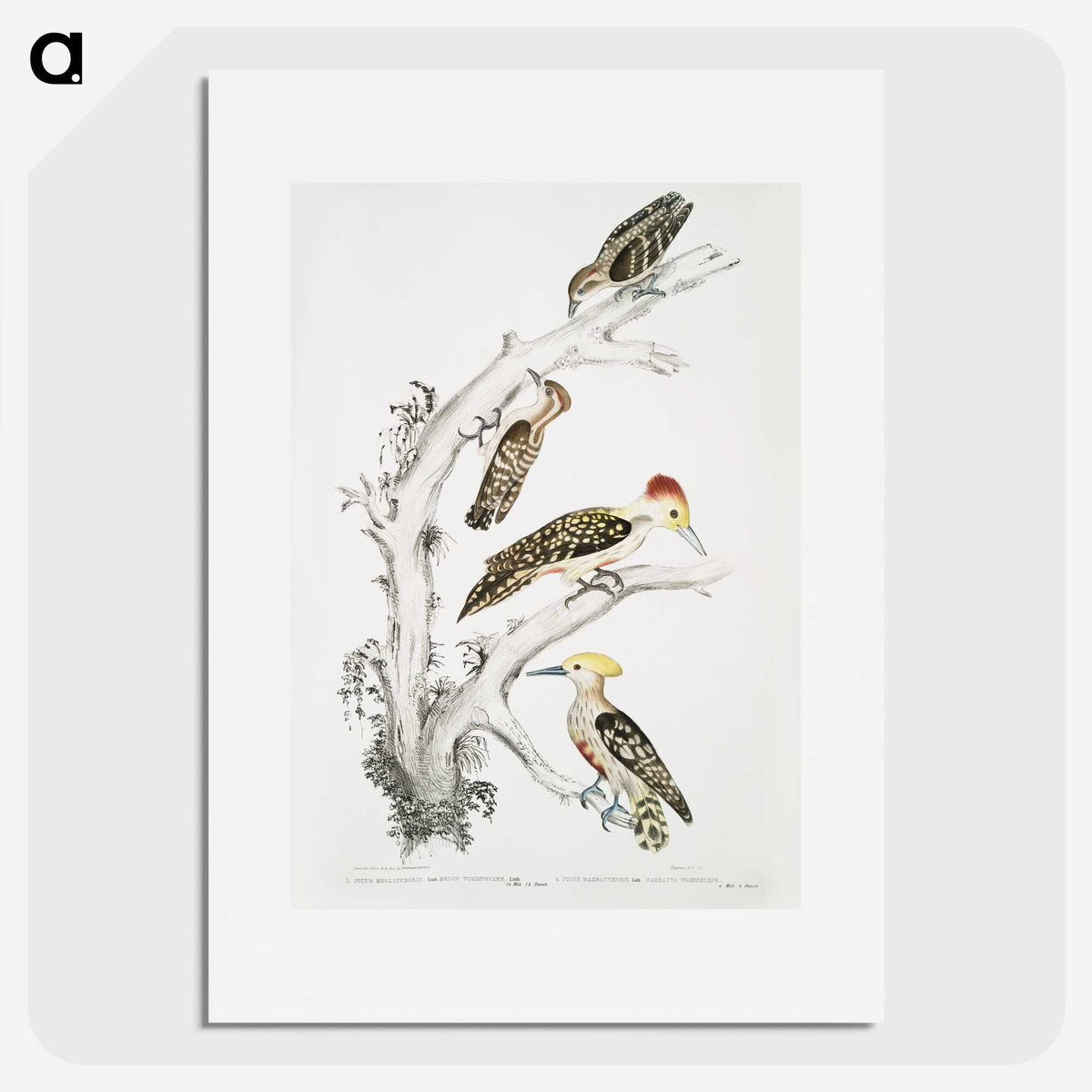 2-20_Indian-Zoology_picture