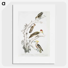 2-20_Indian-Zoology_picture