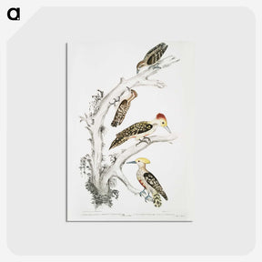 2-20_Indian-Zoology_postcard