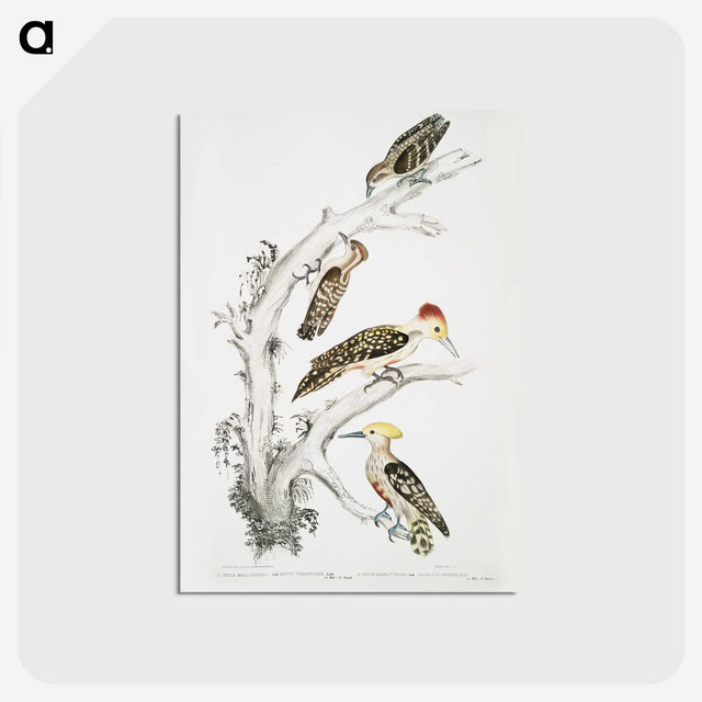 2-20_Indian-Zoology_postcard