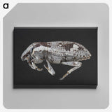 2-20_Insects-Unlocked-Project_canvas